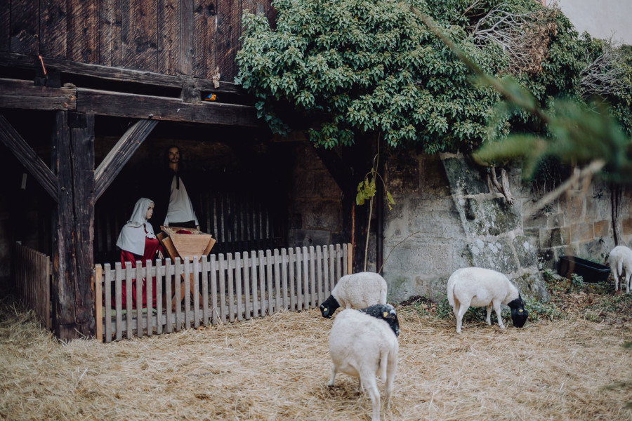 Krippe mit Figuren von Maria und Josef in Lebensgröße und echten Schafen im Stall